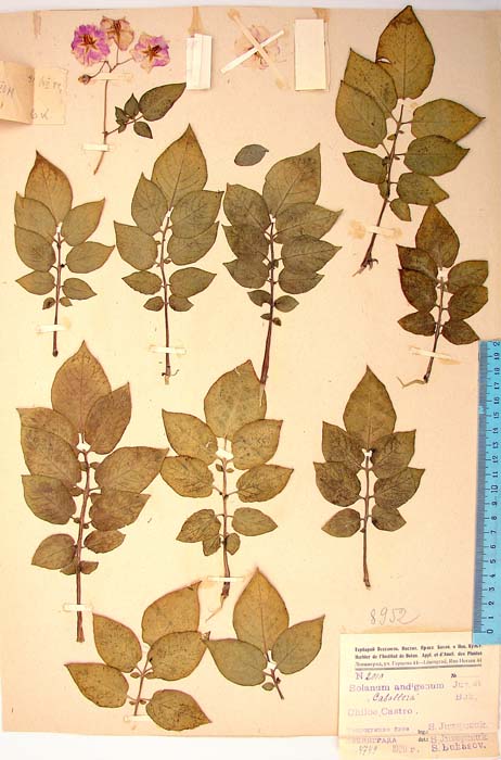 S. tuberosum brevipilosum Lectotypus 2010